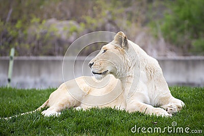 Majestic white lioness Stock Photo