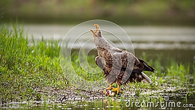 Majestic white-tailed eagle adult bird calling with beak open on a riverbank. Stock Photo