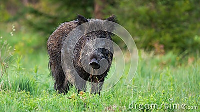 Majestic wild boar, sus scrofa, with wet fur looking defenceless on the clearing Stock Photo