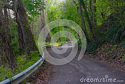 Majestic winding road in the forest Stock Photo