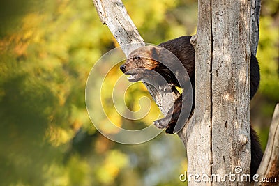 Majestic wolverine hang on a tree in front of the colourful background Stock Photo