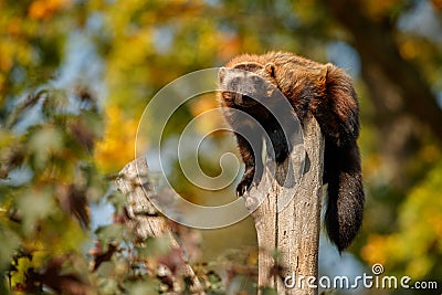 Majestic wolverine hang on a tree in front of the colourful background Stock Photo