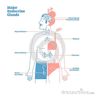 Major Endocrine Glands, Vector Illustration Diagram. Human Body Hormones. Vector Illustration