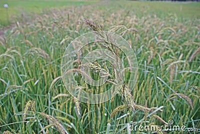 Major grass weed in rice production field Stock Photo