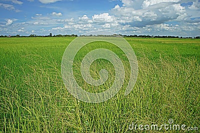Major grass weed in rice production field Stock Photo
