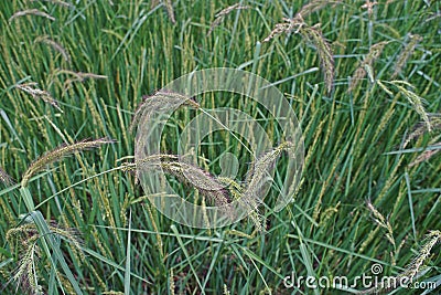 Major grass weed in rice production field Stock Photo