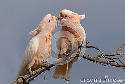 Major Mitchell or Pink Cockatoo Stock Photo