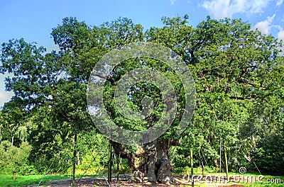 Major Oak, Sherwood Forest, Nottinghamshire Stock Photo