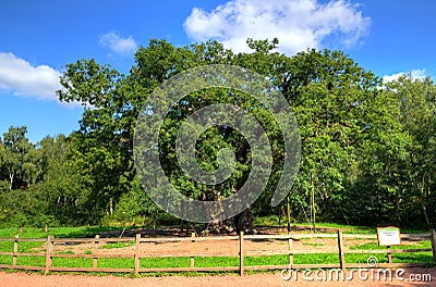 Major Oak, Sherwood Forest, Nottinghamshire Stock Photo