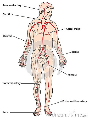 Major pulse points Vector Illustration