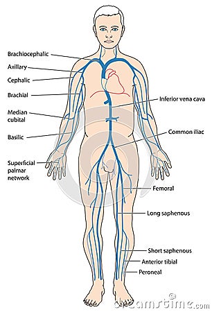 Major veins of the body Vector Illustration