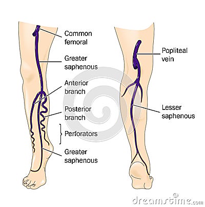 Major veins of the leg Vector Illustration