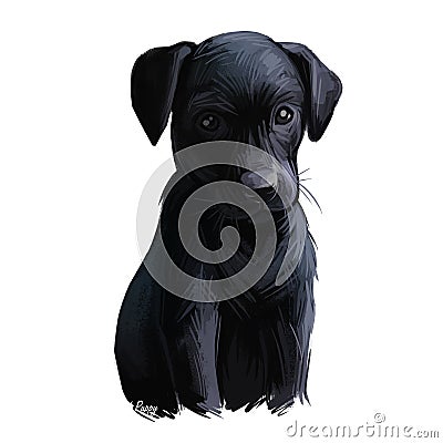 Majorca shepherd puppy watercolor pet portrait digital art. Canine originated in Spain, Balearic Islands used for guarding sheep Stock Photo