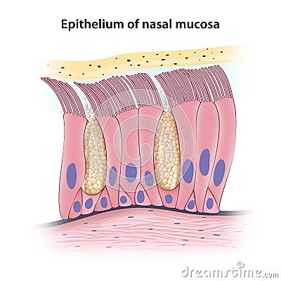 Pseudostratified columnar epithelium of nasal mucosa Stock Photo