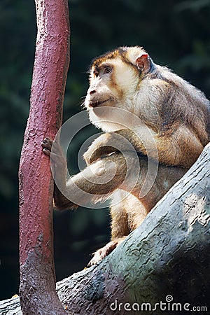 Makak Magot Macaca sylvanus / Barbary macaque, zoological garden, Troja district, Prague, Czech republic Stock Photo