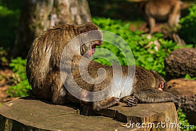 Japanese Makak monkey Stock Photo