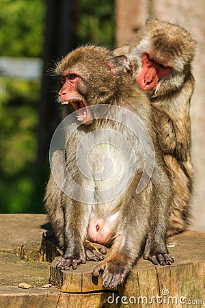 Japanese Makak monkey Stock Photo