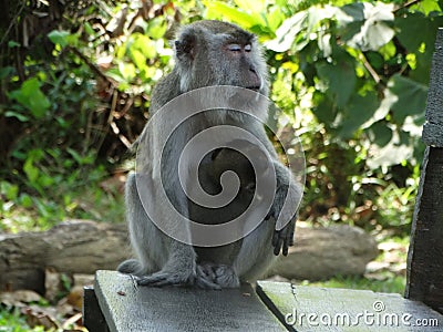 Makak monkey in rain-forest of Borneo Stock Photo