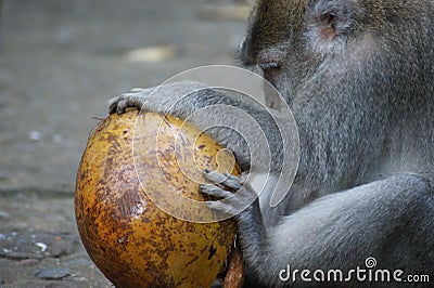 Makak monkey in temple of Bali, Indonesia Stock Photo