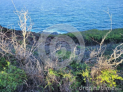 Makapu& x27;u Point Oahu Hawaii Vegetation and Coast Stock Photo