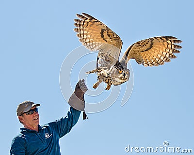 Make puts his hawk up in the air Editorial Stock Photo