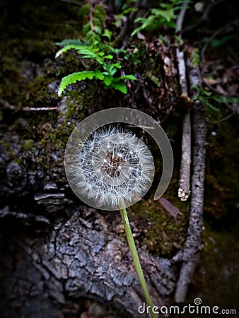 Make a wish and fly Stock Photo