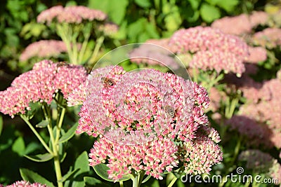 Make your garden bee-friendly in autumn. Growing Sedum prominent Sedum spectabile. Sedum Stonecrop in blossom with honey bees. Stock Photo