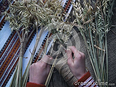 Making of Didukh of spikelets oats - Christmas, symbolic and ceremonial sheaf Ukrainian, symbolizing prosperity in the house and i Stock Photo