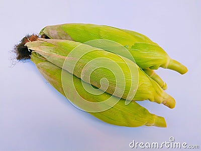 Makka bhutta sweet corn on the cob yellow maize cobs covered with husk whole ear-corn sweetcorns zea mays maiz milho mais photo Stock Photo