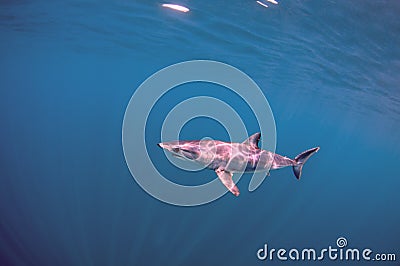 Mako Shark Stock Photo