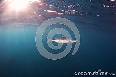 Mako Shark Stock Photo