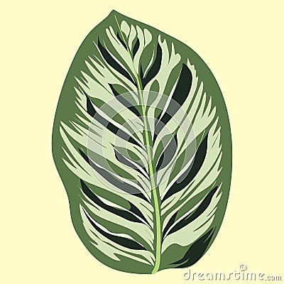 makoyana marantaceae species plant eps file vector illustration by berlansdwg Vector Illustration