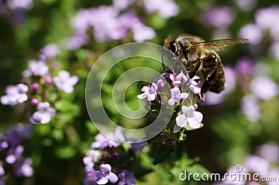 Makro close up of blooming thyme bush thymus vulgaris with isolated bee pollinating Stock Photo