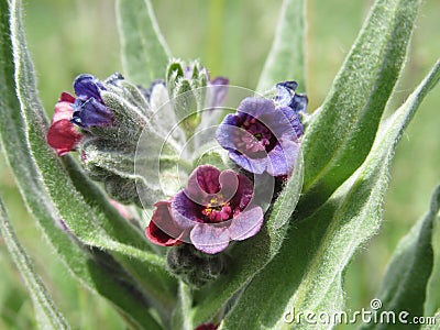 Makro flower color Stock Photo