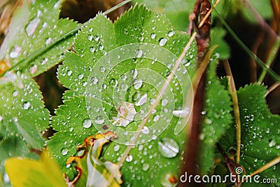 Makro of waterdrops on a leave Stock Photo