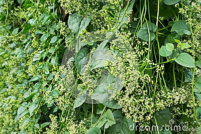 Malabar or Ceylon spinach vegetables agriculture, Indian spinach plant, Malabar Nightshade, Basella Rubra vegetables background Stock Photo