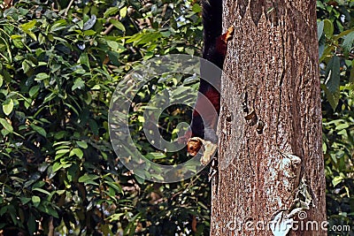 malabar giant purple wild squirrel in close up Stock Photo