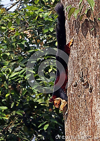 malabar giant purple wild squirrel on tree in close up Stock Photo