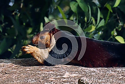 malabar giant purple wild squirrel on tree in close up Stock Photo