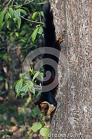 malabar giant purple wild squirrel on tree in close up Stock Photo