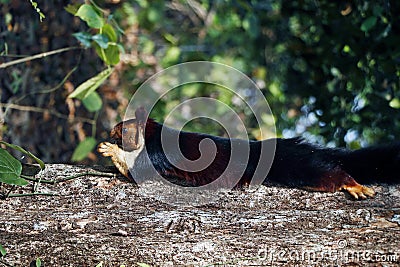 malabar giant purple wild squirrel on tree in close up Stock Photo