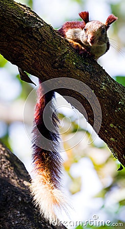 Malabar giant Squirrel Portrait Stock Photo