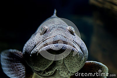 Malabar grouper fish, mouth closed Stock Photo