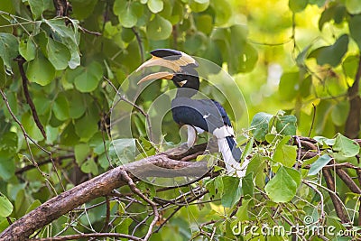 Malabar Pied Hornbill in Bandhavgarh Stock Photo