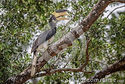 Malabar pied hornbill in Sri Lanka Stock Photo