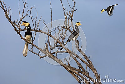 Malabar Pied Hornbills, Sri Lanka Stock Photo