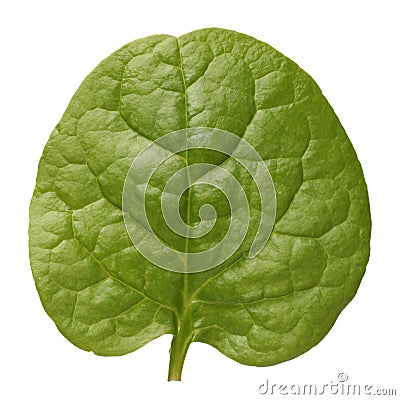 Malabar spinach Stock Photo
