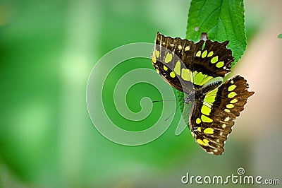 Malachite Butterfly Stock Photo