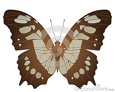 Malachite butterfly Vector Illustration