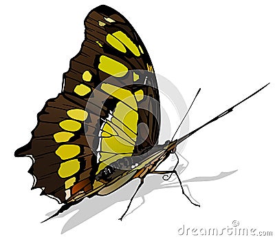 Malachite Butterfly Vector Illustration